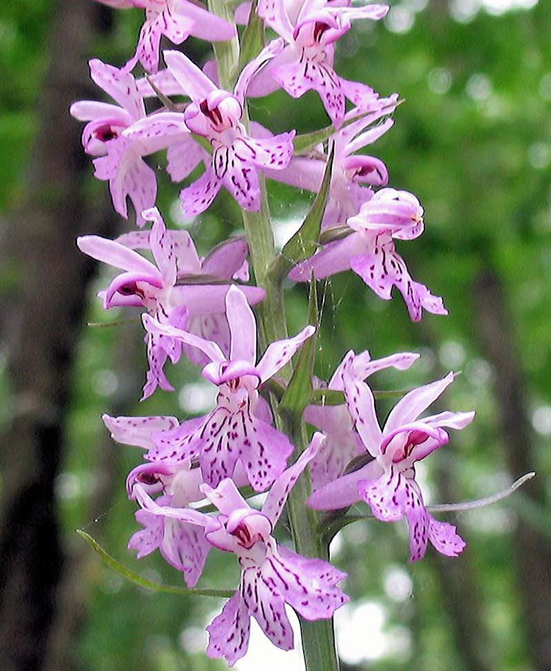 Dactylorhiza maculata subsp. saccifera